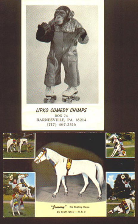 chipandhorseskating