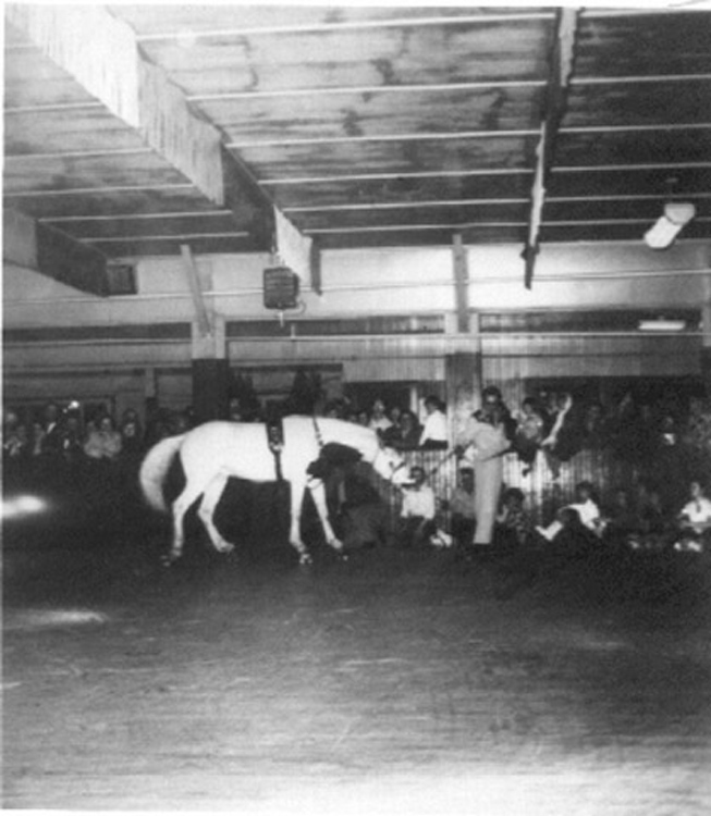 horse