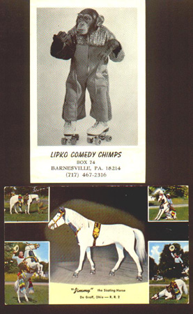 chipandhorseskating
