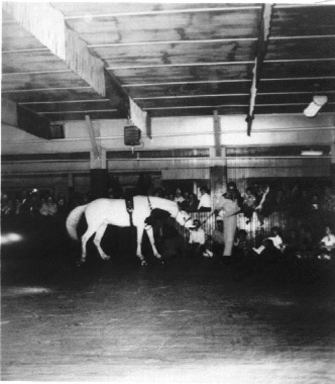 horse